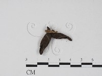 登錄號:F0007410藏品圖，第3張