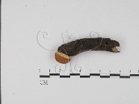 登錄號:F0007415藏品圖，第1張