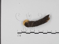 登錄號:F0007415藏品圖，第3張