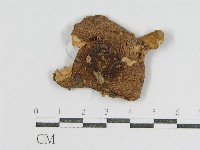 登錄號:F0007420藏品圖，第1張