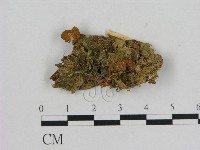 小菇屬藏品圖，第1張