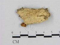 小菇屬藏品圖，第3張