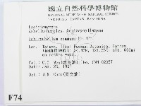 裂褶菌藏品圖，第2張