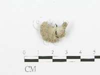 裂褶菌藏品圖，第1張