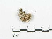 裂褶菌藏品圖，第3張