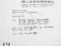 鬼傘屬藏品圖，第2張