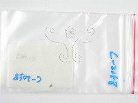 鬼傘屬藏品圖，第1張