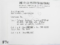 鬼傘屬藏品圖，第2張