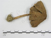 登錄號:F0007430藏品圖，第3張