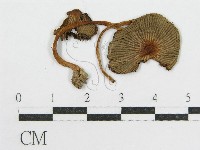 登錄號:F0007432藏品圖，第3張