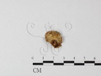 登錄號:F0007433藏品圖，第1張