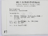 乳菇屬藏品圖，第2張