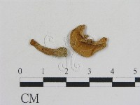 乳菇屬藏品圖，第1張