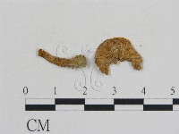 乳菇屬藏品圖，第3張