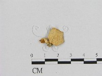 登錄號:F0007436藏品圖，第1張