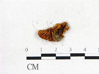 登錄號:F0007437藏品圖，第3張