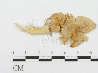 登錄號:F0007438藏品圖，第3張