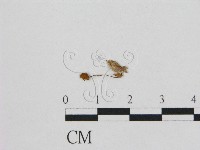 登錄號:F0007439藏品圖，第1張