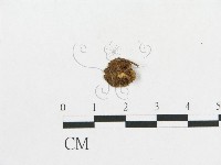 登錄號:F0007442藏品圖，第1張