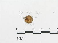 登錄號:F0007442藏品圖，第3張