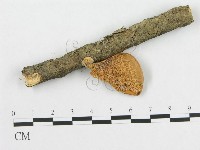 多孔菌屬藏品圖，第1張