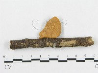 多孔菌屬藏品圖，第3張