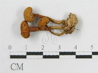 登錄號:F0007444藏品圖，第3張