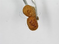 登錄號:F0007444藏品圖，第4張