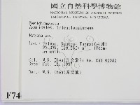 小菇屬藏品圖，第2張