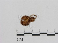 小菇屬藏品圖，第3張