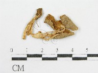 登錄號:F0007446藏品圖，第3張