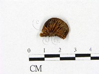 登錄號:F0007447藏品圖，第3張