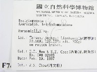 微皮傘屬藏品圖，第2張