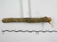 微皮傘屬藏品圖，第3張