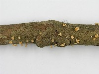 微皮傘屬藏品圖，第5張