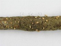 微皮傘屬藏品圖，第6張