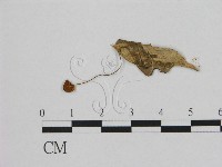 登錄號:F0007449藏品圖，第1張