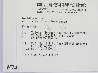 小菇屬藏品圖，第2張