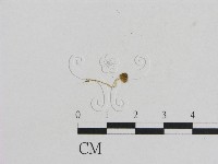 小菇屬藏品圖，第1張