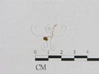 小菇屬藏品圖，第3張