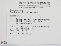 小菇屬藏品圖，第2張