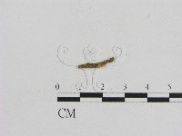 小菇屬藏品圖，第1張