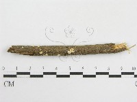 登錄號:F0007454藏品圖，第1張