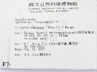 糙皮側耳藏品圖，第2張