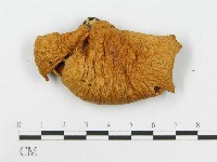 糙皮側耳藏品圖，第3張