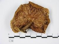 香菇	藏品圖，第1張