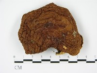 香菇	藏品圖，第3張