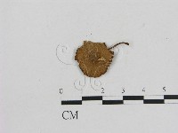 小菇屬藏品圖，第1張