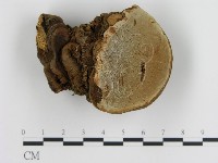 登錄號:F0007463藏品圖，第1張