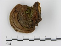 登錄號:F0007463藏品圖，第4張